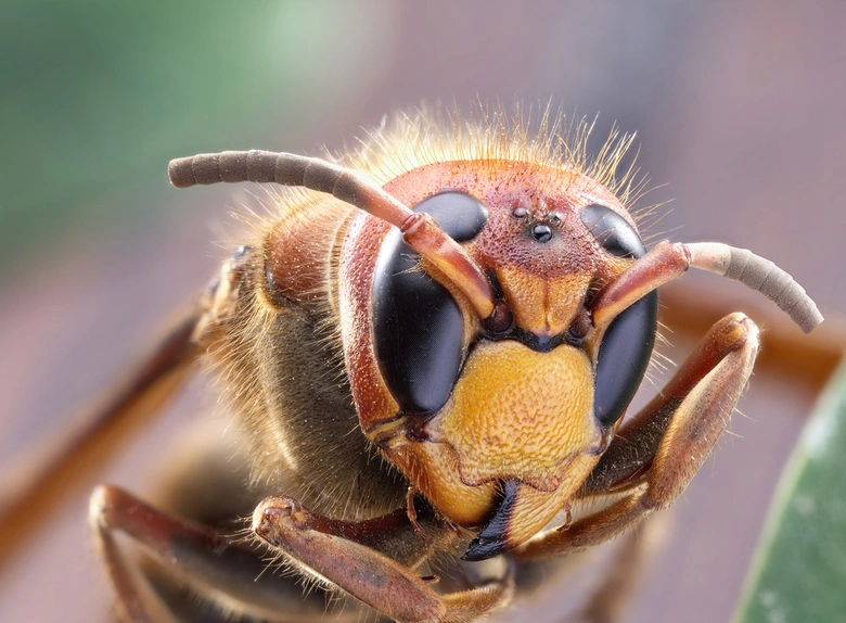 Detailní makrofotografie hlavy sršně mandarínské s velkými očima.