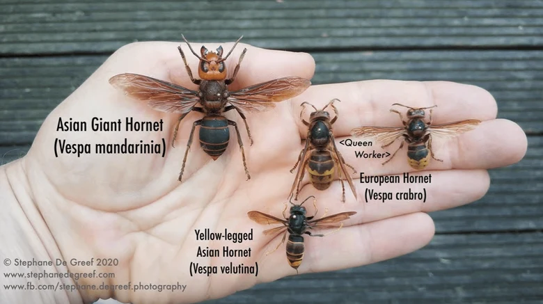 Ruka s asijským obřím sršněm a dalšími druhy pro identifikaci.