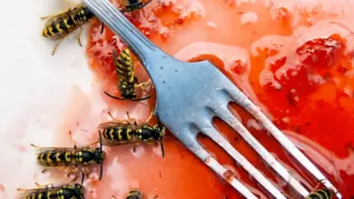 Wasp on fruit with fork