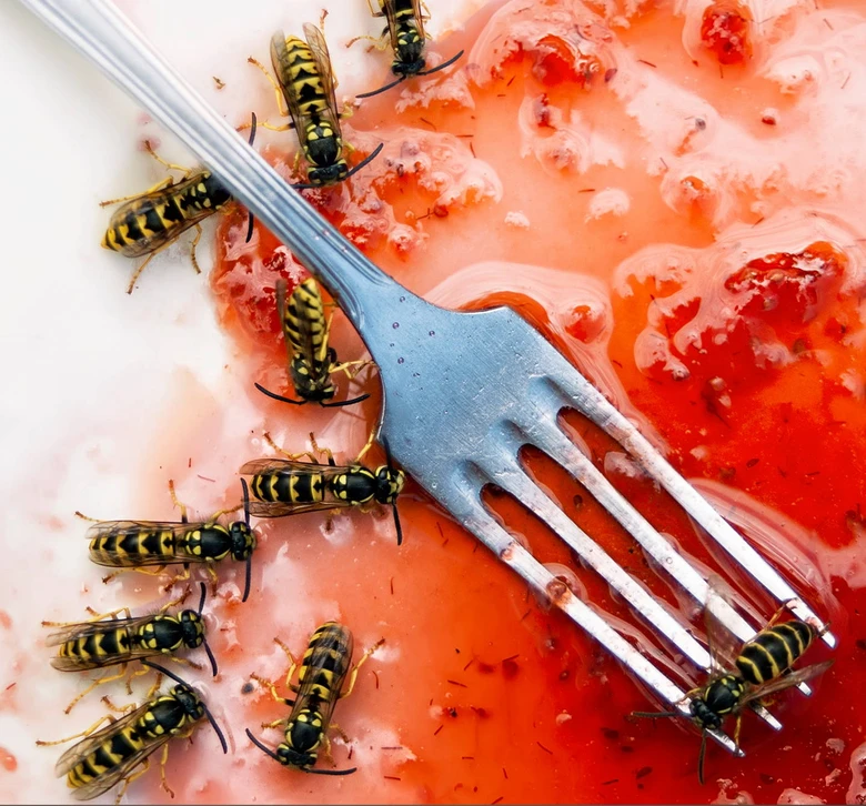 Wasp on fruit with fork