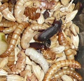Fotografie chovu potemníka moučného s larvami a kuklami.