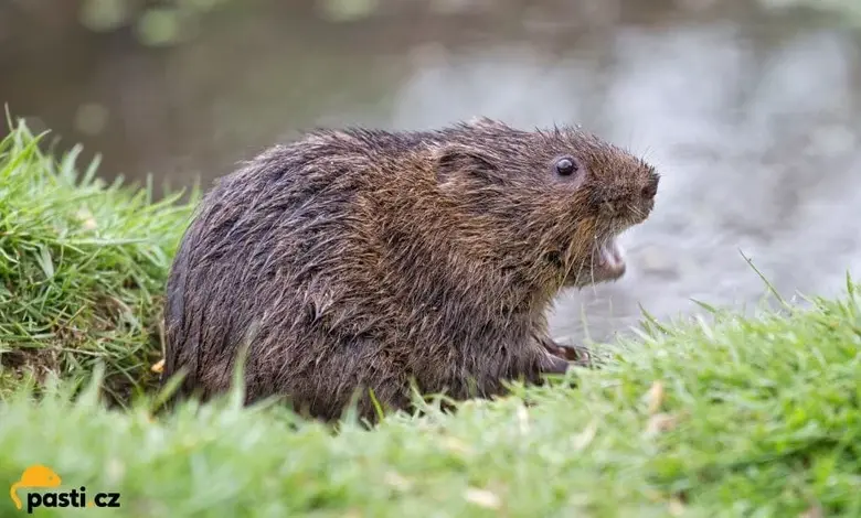Vodní hrýz sedící na trávě u vody v přírodě.