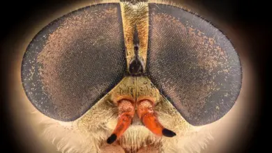 Makrofotografie hlavy muchomolky s velkými složenými očima.
