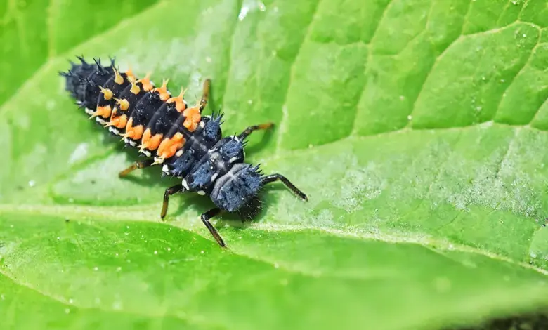 Larva sedmitečného slunéčka na zeleném listu s oranžovými skvrnami.