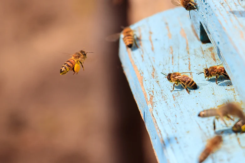 Honeybee on hive entrance