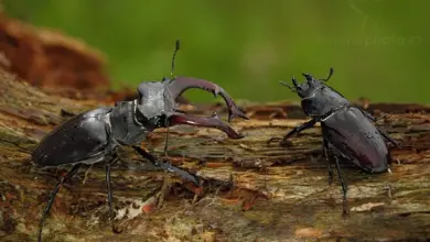 Dva brouci s velkými kusadly na kusu dřeva.