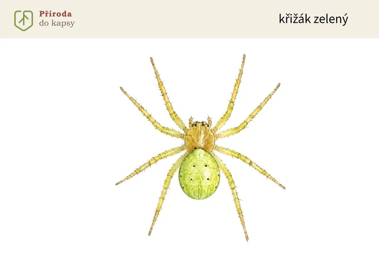 Fotografie zeleného křižáka, pavouk s žlutými nohami.