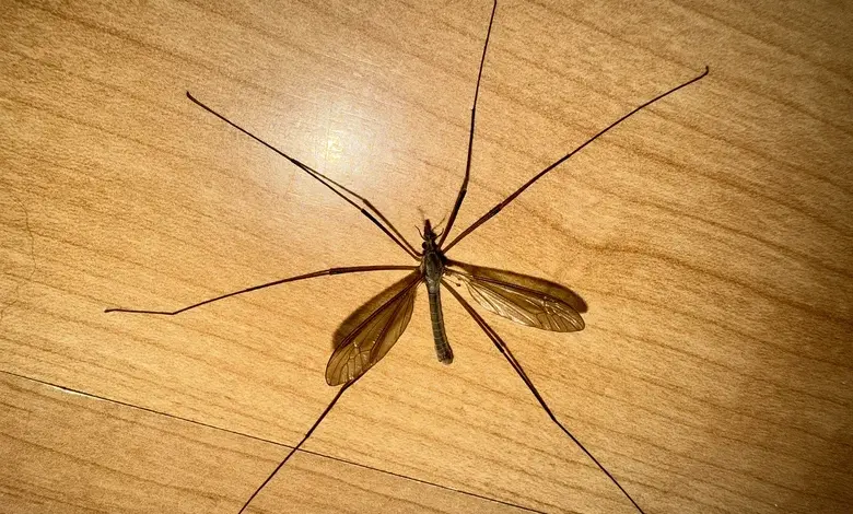 Tiplice s dlouhými nohami na dřevěném povrchu.