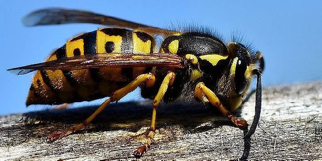 Evropská vosička sedící na dřevě, příprava článku o bodnutí.
