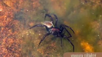 Podvodní pavouk s bílým břichem pod vodou v přírodě.