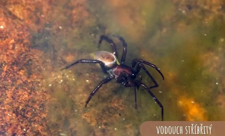 Podvodní pavouk s bílým břichem pod vodou v přírodě.