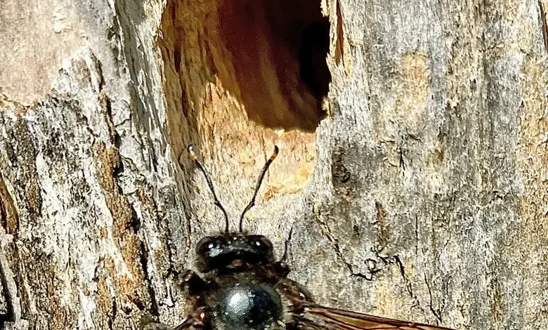 Černá dřevokazová včela u otvoru ve kůře stromu.