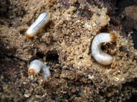 Bílá larva chrousta v zemi