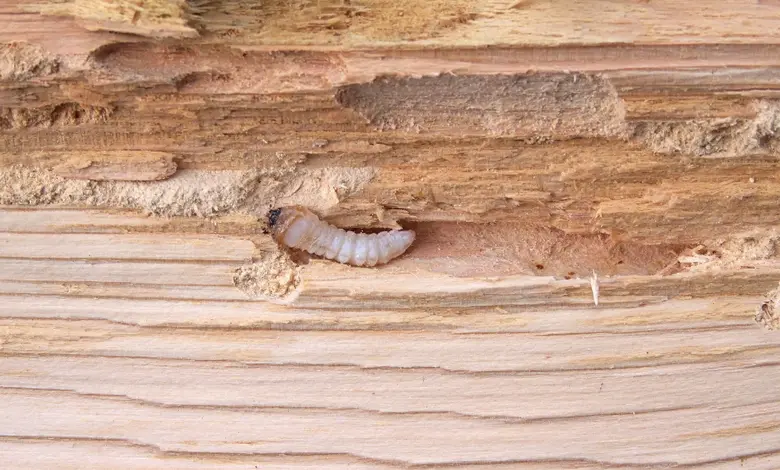Larva tesaříka krovového v tunelu ve dřevě.