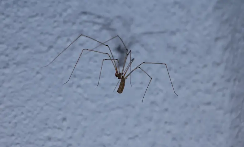 Cellar spider on wall