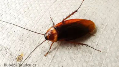 Kukla leží na břiše na bílém textilu.