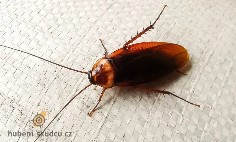 Kukla leží na břiše na bílém textilu.