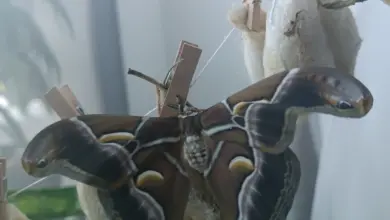 Velký martináček pajasanový sedí na kokonu v domácím chovu.