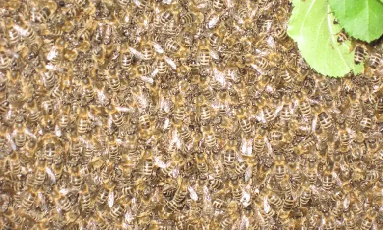 Honeybees on comb