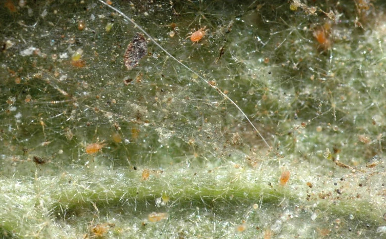Garden pest mites on leaf